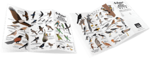FieldGuide_Birds_3 Go Explore Birds Around You - Field Guide