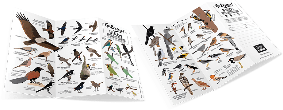 FieldGuide_Birds_3 Go Explore Birds Around You - Field Guide
