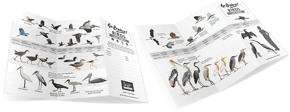 Go Explore Birds - Lake Birds Field Guide